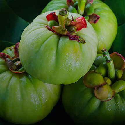 Garcinia Cambogia